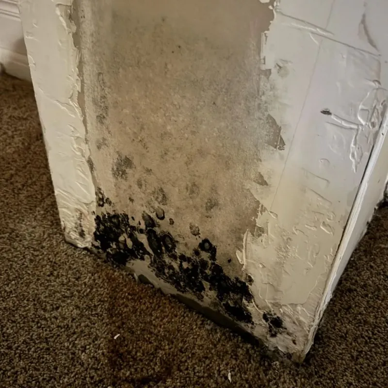 Professional Mold Removal in Ball, LA